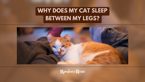 https://www.rosenberryrooms.com/wp-content/uploads/2023/09/Why-Does-My-Cat-Sleep-Between-My-Legs.jpg