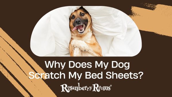 Why Does My Dog Scratch My Bed Sheets