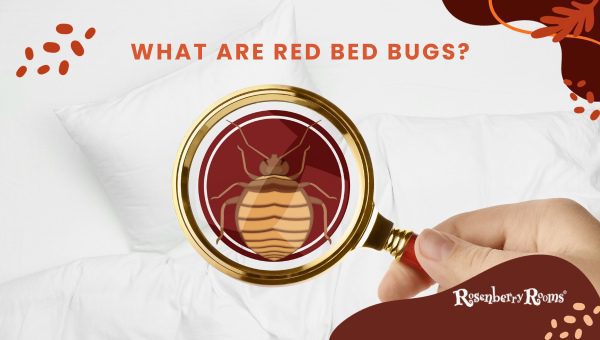 What Are Red Bed Bugs