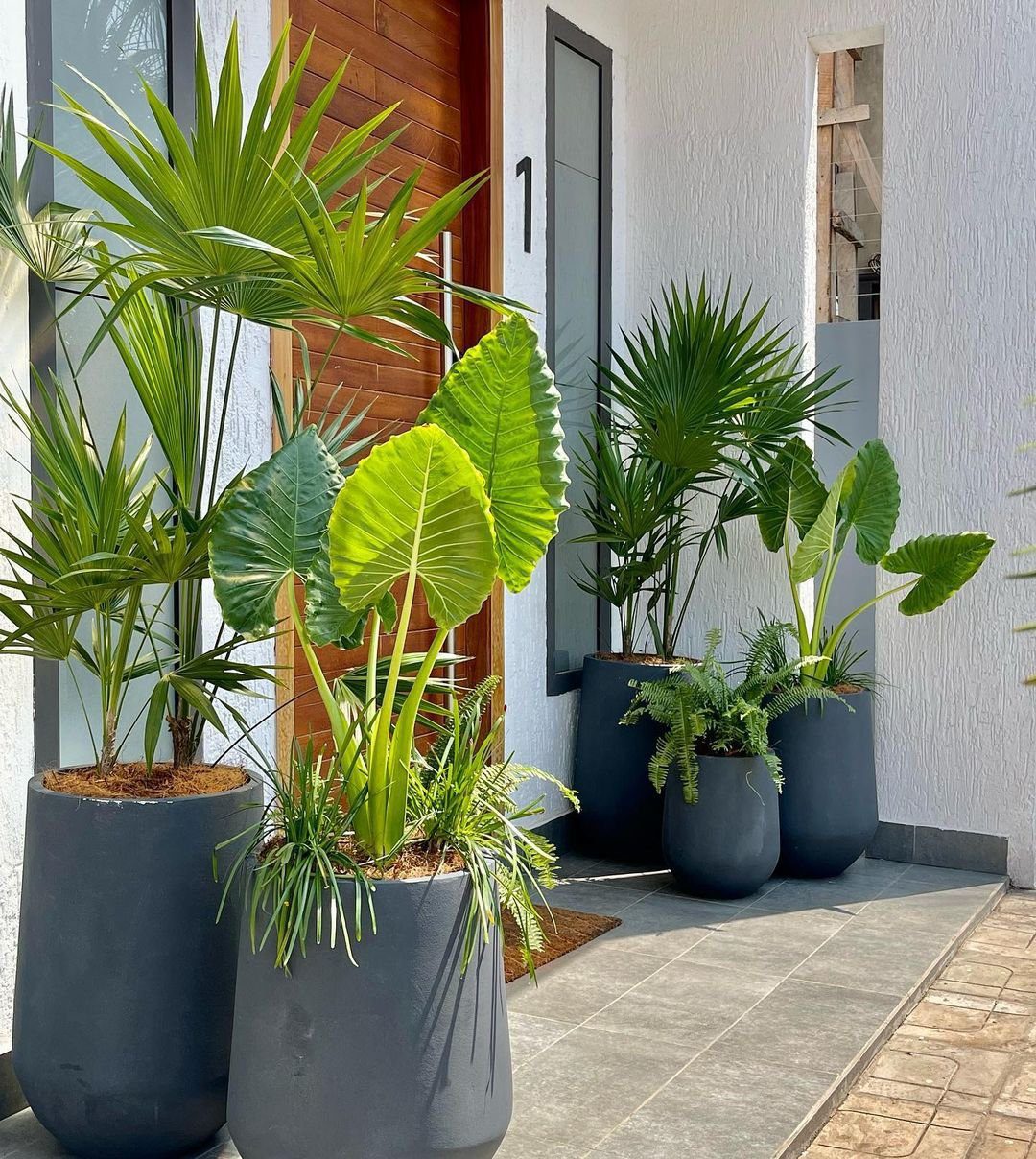 35 Stunning Front Door Plants for Dreamy Entries 2025 11 word image 32877 12
