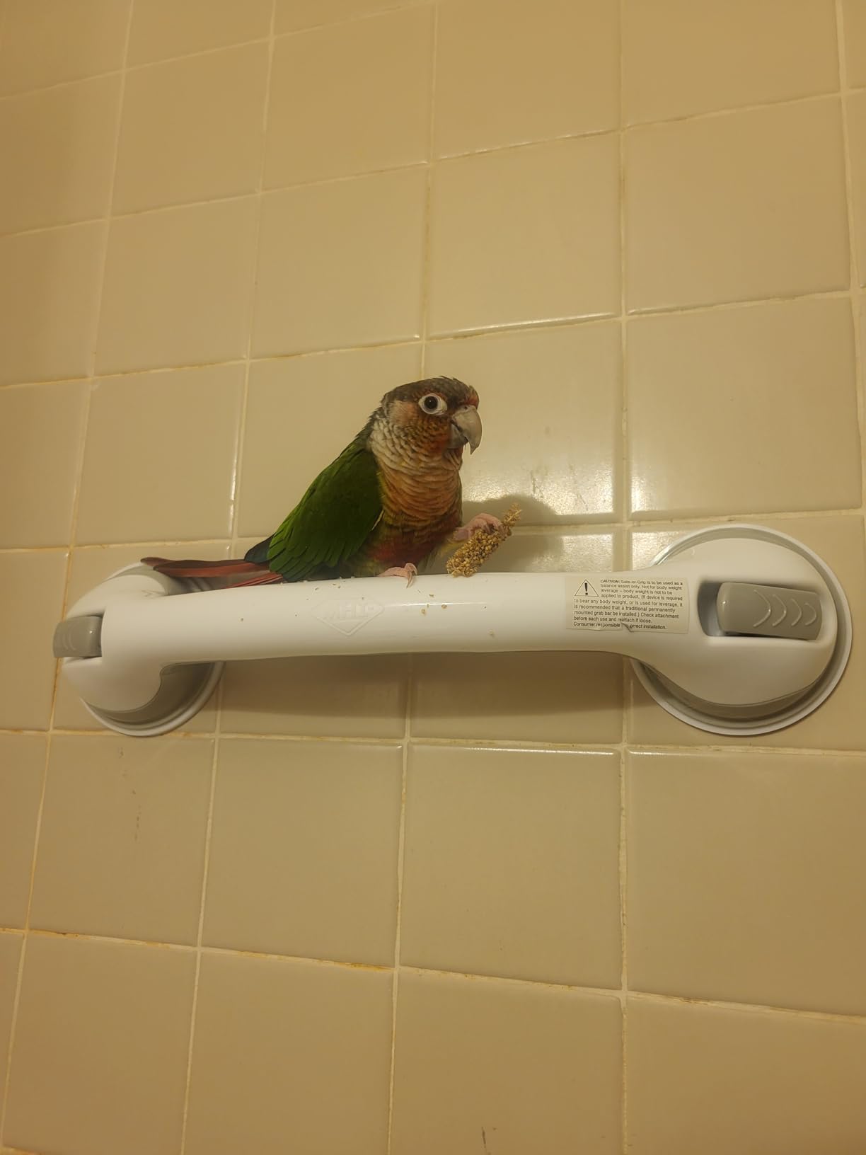 Safe-er-Grip Changing Lifestyles Suction Cup Grab Bars For Bathtubs & Showers; Safety Bathroom Assist Handle, White & Grey, 16 Inches Customer Review Safe-er-Grip Changing Lifestyles Suction Cup Grab Bars For Bathtubs & Showers; Safety Bathroom Assist Handle, White & Grey, 16 Inches - Customer Photo 1