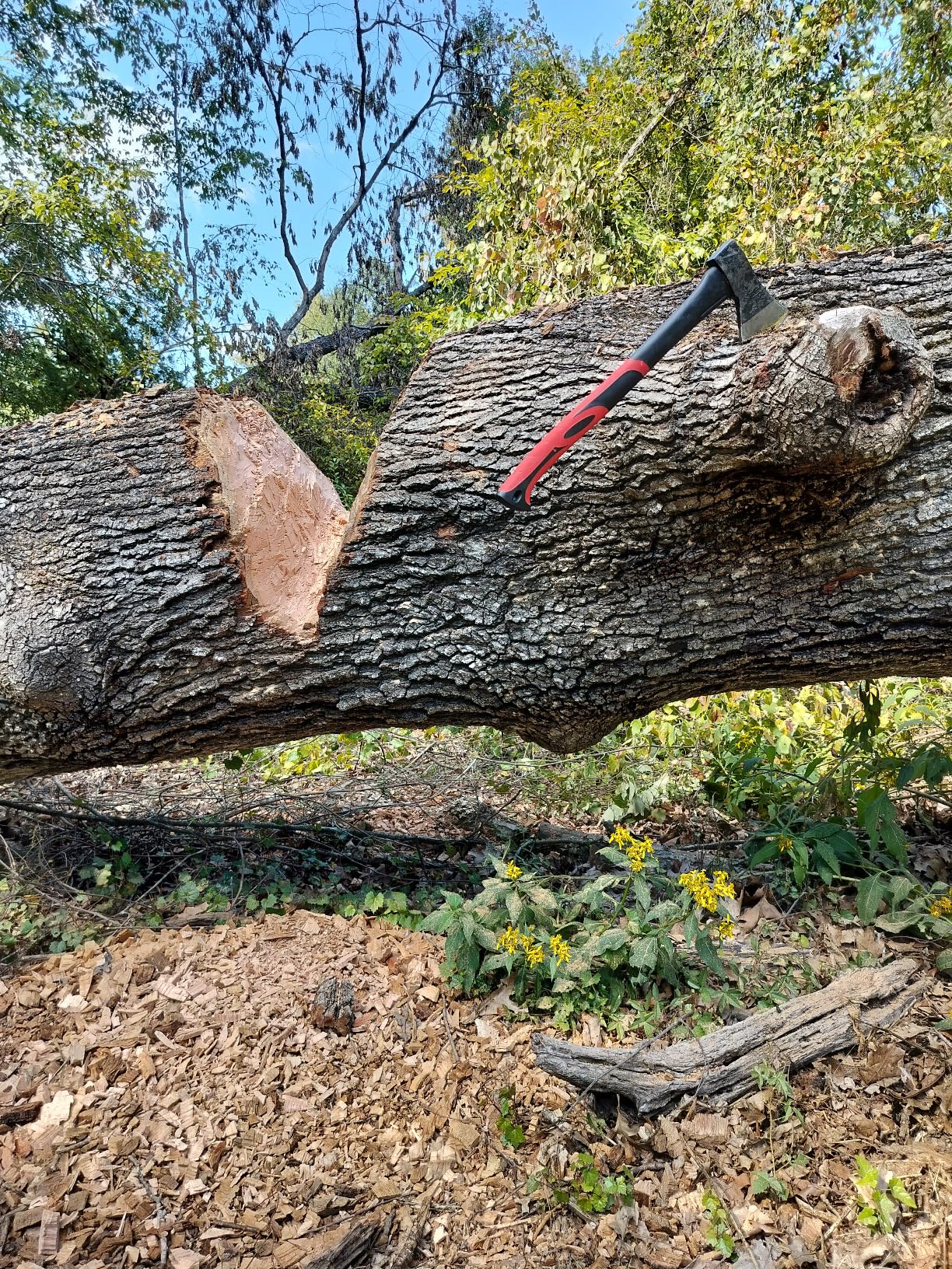 INTERTOOL 36-Inch Wood Splitting Maul | Heavy Duty Axe for Firewood Logs | Shock Absorbing Fiberglass Handle & Sheath | HT-0275 Customer Review INTERTOOL 36-Inch Wood Splitting Maul | Heavy Duty Axe for Firewood Logs | Shock Absorbing Fiberglass Handle & Sheath | HT-0275 - Customer Photo 2