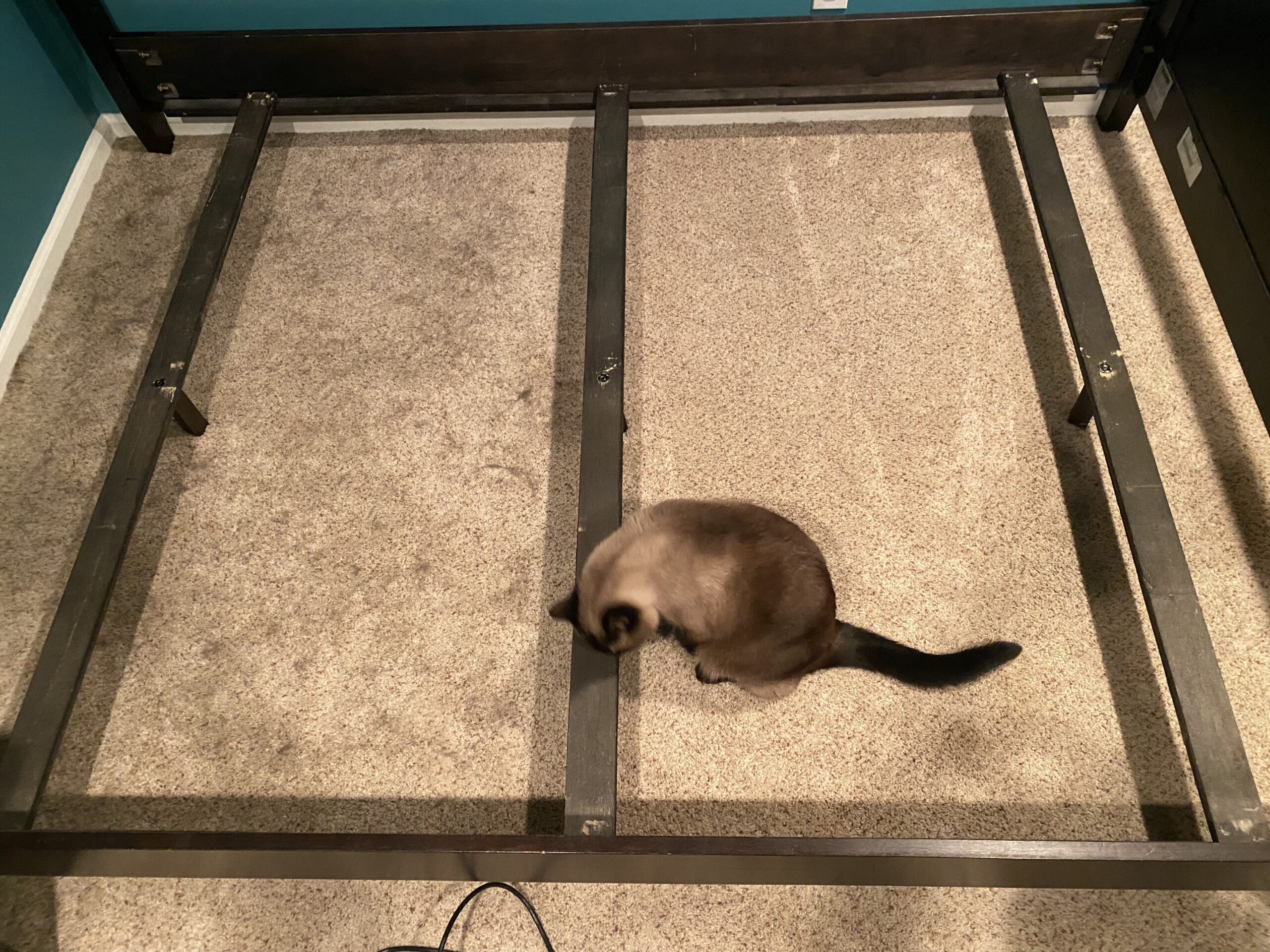 Hoover MAXLife Pro Pet Swivel Vacuum Cleaner, Bagless Upright Vac, HEPA Media Filtration, MAXLife System, WindTunnel Technology, Corded Vacuum Cleaners for Home Use - Customer Photo 2