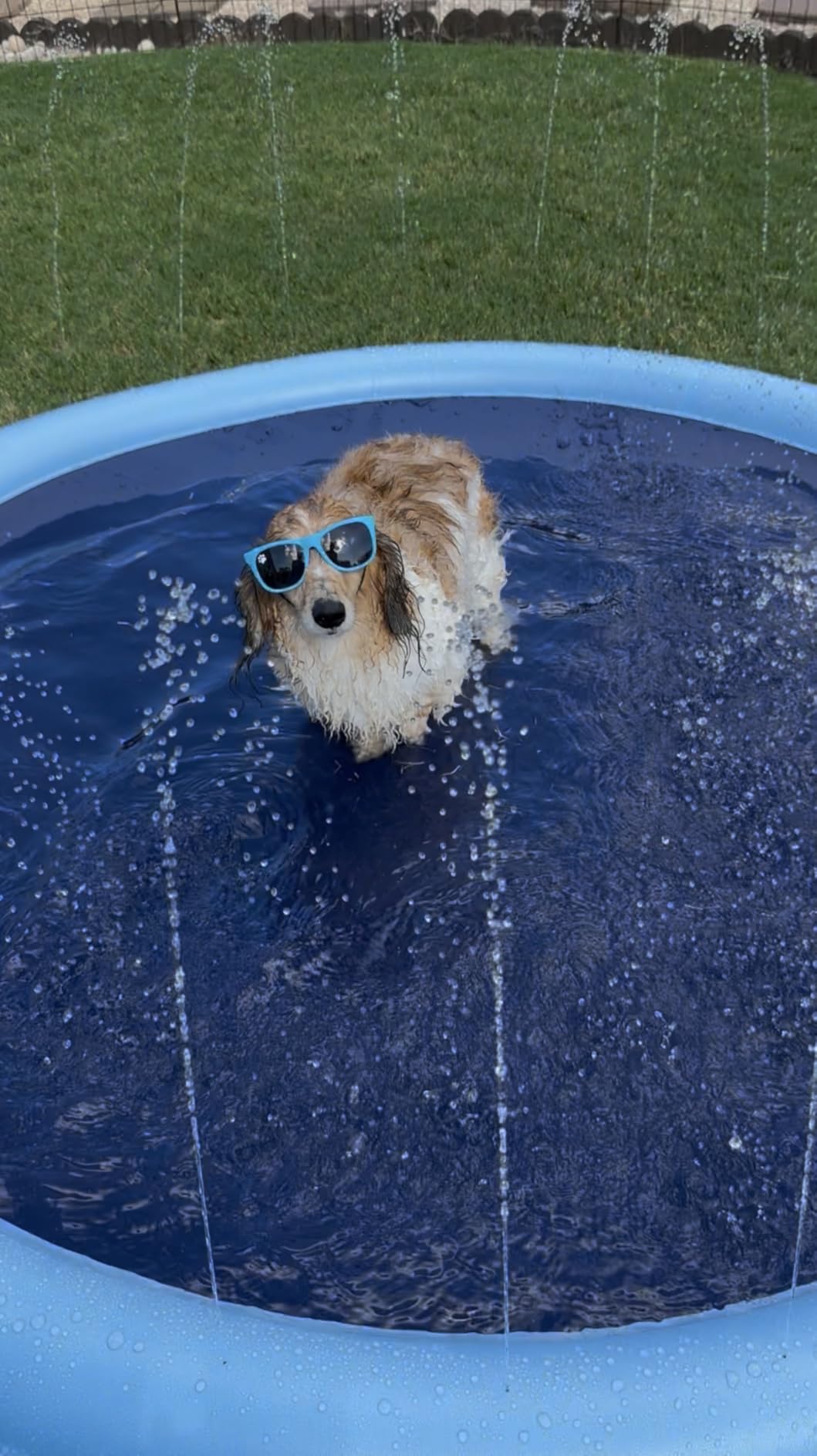 VISTOP Non-Slip Splash Pad for Kids and Dog, Thicken Sprinkler Pool Summer Outdoor Water Toys - Fun Backyard Fountain Play Mat for Baby Girls Boys Children or Pet Dog (77 inch, Blue&Blue) Customer Review VISTOP Non-Slip Splash Pad for Kids and Dog, Thicken Sprinkler Pool Summer Outdoor Water Toys - Fun Backyard Fountain Play Mat for Baby Girls Boys Children or Pet Dog (77 inch, Blue&Blue) - Customer Photo 1