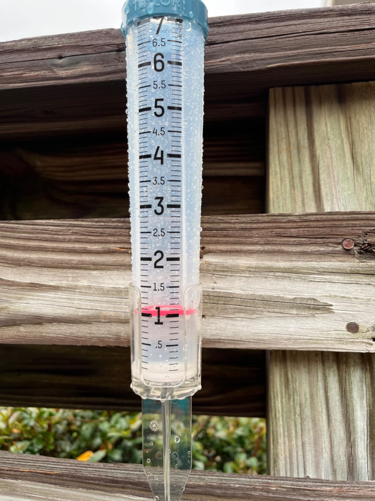 Taylor Capacity Break and Freeze Proof Flexible Silicone Rain Gauge, Measure and Monitor Precipitation, Easy to Read for Backyard, Patio, Garden, and Lawn, Post Mount or Ground Stake, 7-inch, Teal Customer Review Taylor Capacity Break and Freeze Proof Flexible Silicone Rain Gauge, Measure and Monitor Precipitation, Easy to Read for Backyard, Patio, Garden, and Lawn, Post Mount or Ground Stake, 7-inch, Teal - Customer Photo 1