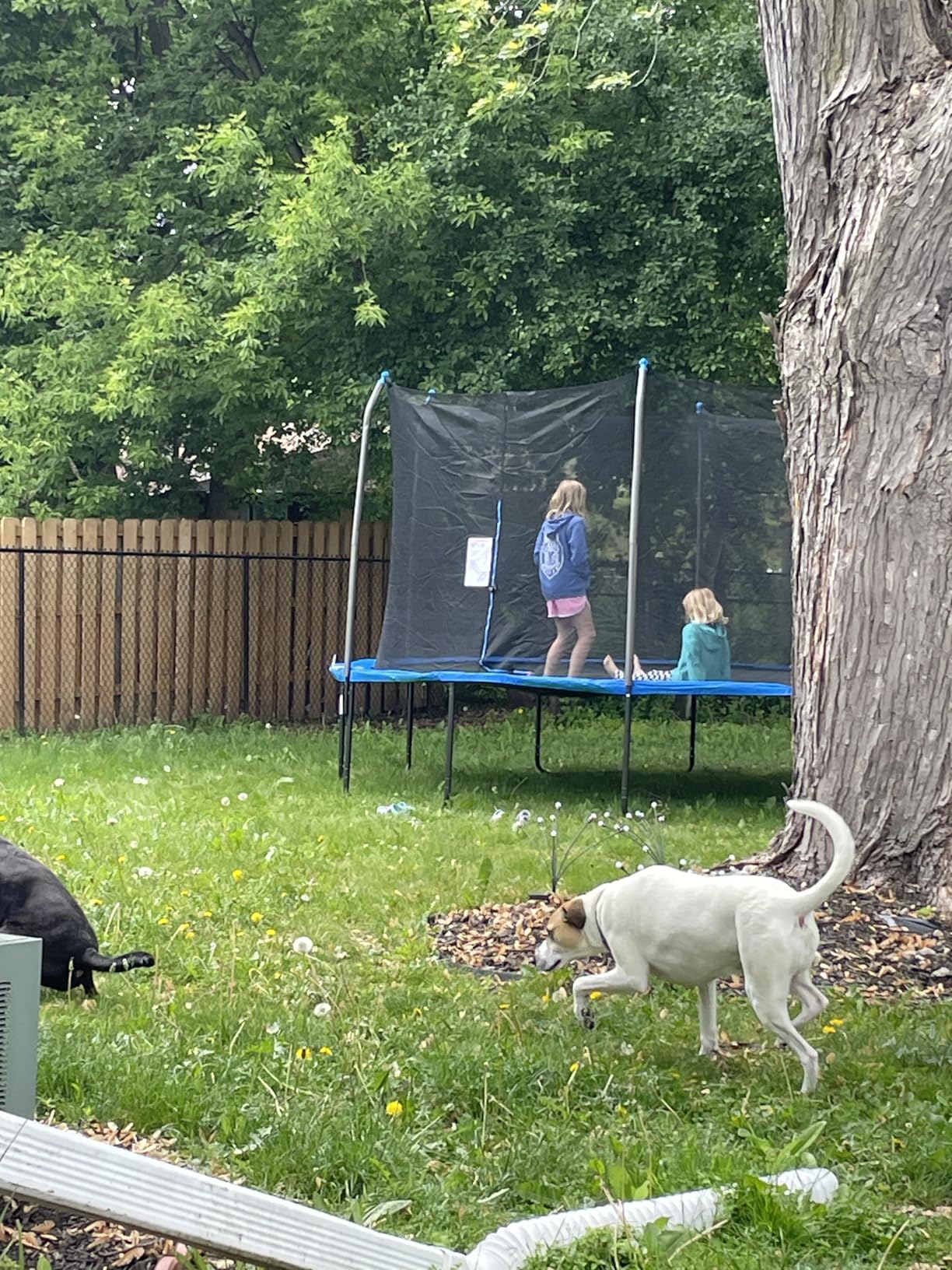 Bestway Xtreme Air 10FT 12FT 15FT Outdoor Trampoline for Kids and Adults, No-Gap Security Enclosure Net, Foam-Padded Poles, Fast & Easy Assembly, ASTM Approved, 2-Year Warranty Customer Review Bestway Xtreme Air 10FT 12FT 15FT Outdoor Trampoline for Kids and Adults, No-Gap Security Enclosure Net, Foam-Padded Poles, Fast & Easy Assembly, ASTM Approved, 2-Year Warranty - Customer Photo 1