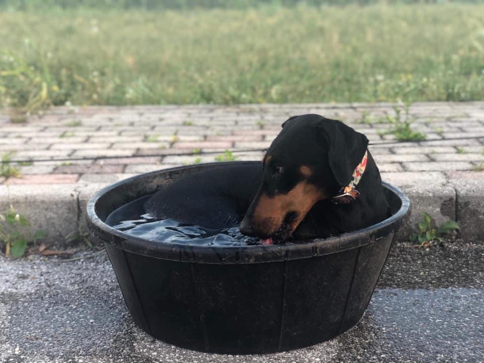 Fortex All Purpose Tub for Horses, 15-Gallon - Customer Photo 2