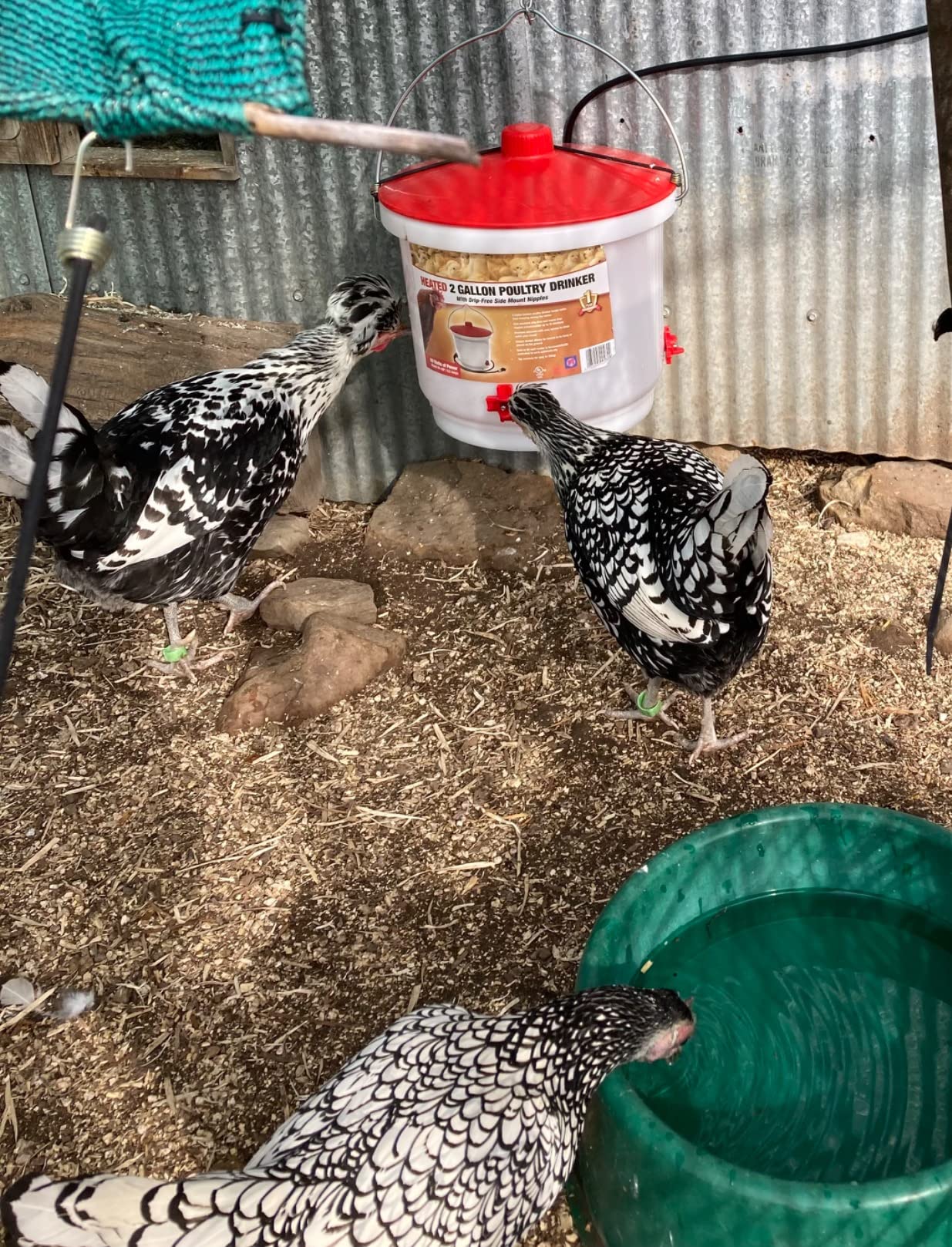 Farm Innovators Heated Chicken Waterer, Hanging Poultry Water Fountain, 3 Gallon, Red - Plastic Water Dispenser with Heater for Chicks, Chickens, and Livestock Customer Review Farm Innovators Heated Chicken Waterer, Hanging Poultry Water Fountain, 3 Gallon, Red - Plastic Water Dispenser with Heater for Chicks, Chickens, and Livestock - Customer Photo 3