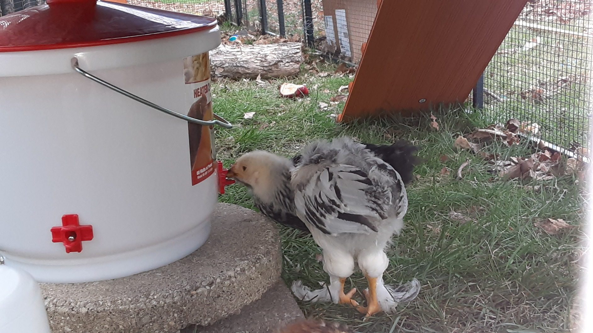 Farm Innovators Heated Chicken Waterer, Poultry Drinker Bucket, 2 Gallon Customer Review Farm Innovators Heated Chicken Waterer, Poultry Drinker Bucket, 2 Gallon - Customer Photo 2