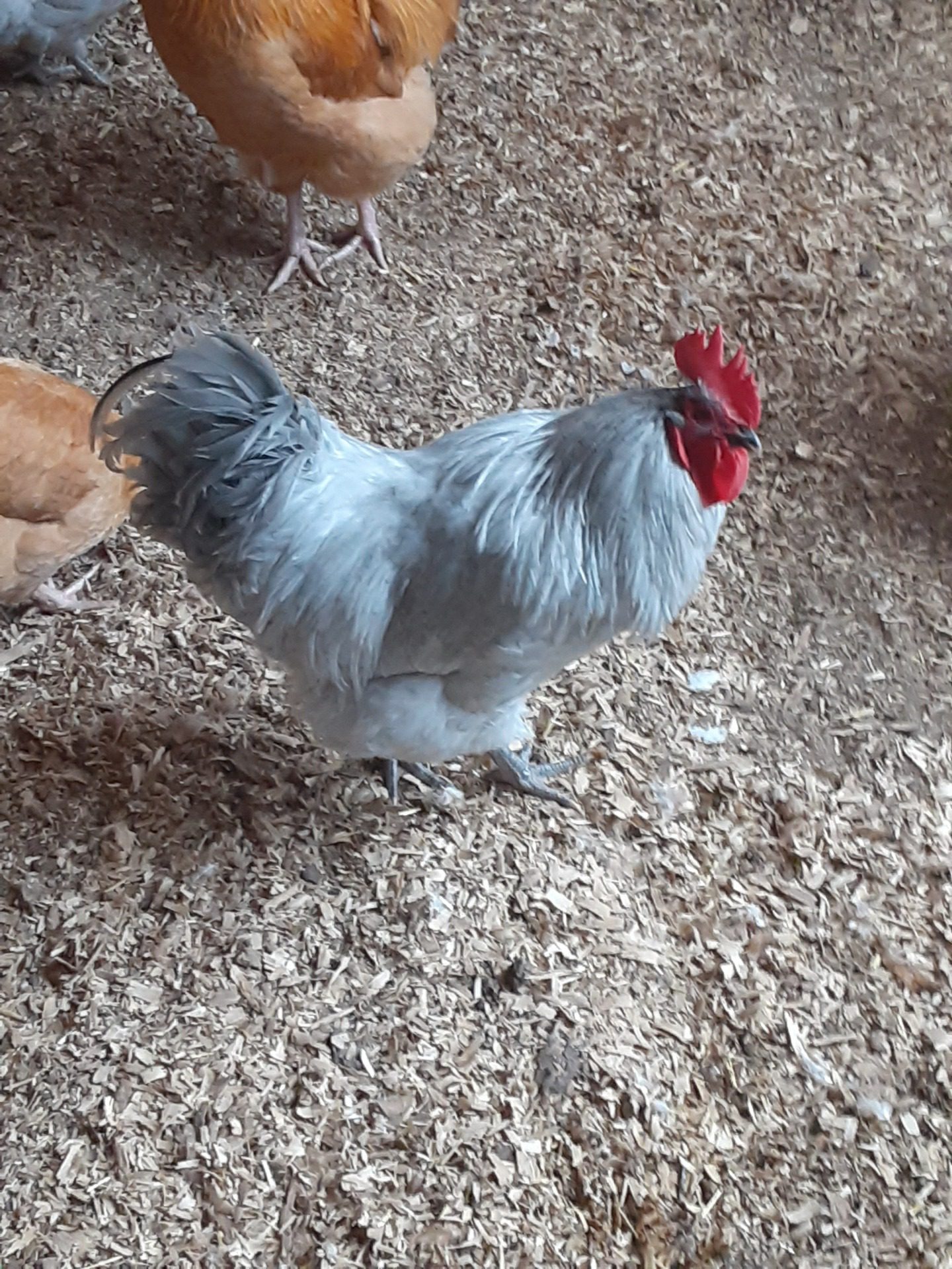 Harris Farms Manna Pro Chicken Supplies | Chicken Waterer Heated Base | Harris Farms Poultry Drinker | Chicken Coop Accessories Customer Review Harris Farms Manna Pro Chicken Supplies | Chicken Waterer Heated Base | Harris Farms Poultry Drinker | Chicken Coop Accessories - Customer Photo 1