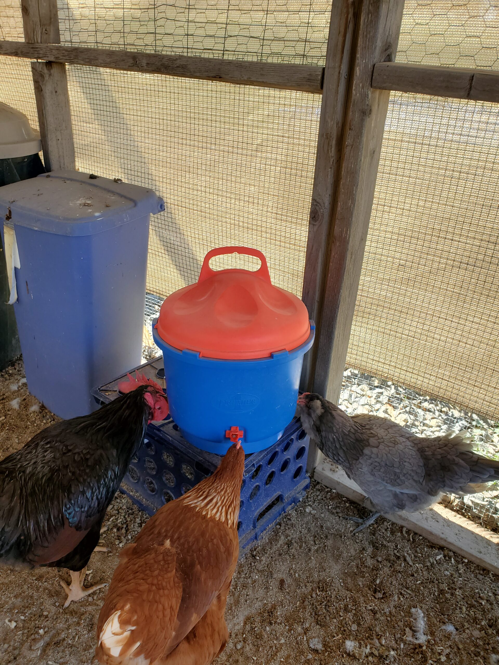 Premier 1 All-Season Heated Poultry Waterer for Chickens and Ducks - 3 Gallon Customer Review Premier 1 All-Season Heated Poultry Waterer for Chickens and Ducks - 3 Gallon - Customer Photo 1