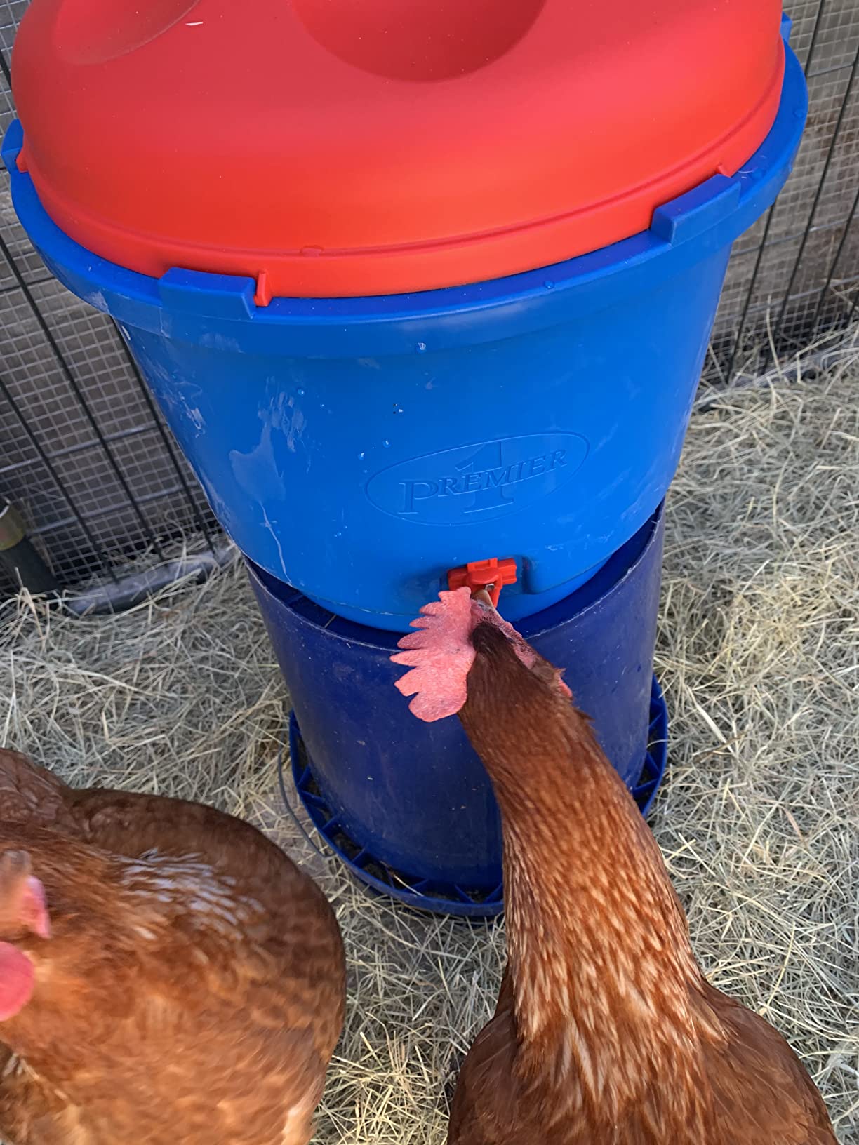 Premier 1 All-Season Heated Poultry Waterer for Chickens and Ducks - 3 Gallon Customer Review Premier 1 All-Season Heated Poultry Waterer for Chickens and Ducks - 3 Gallon - Customer Photo 3