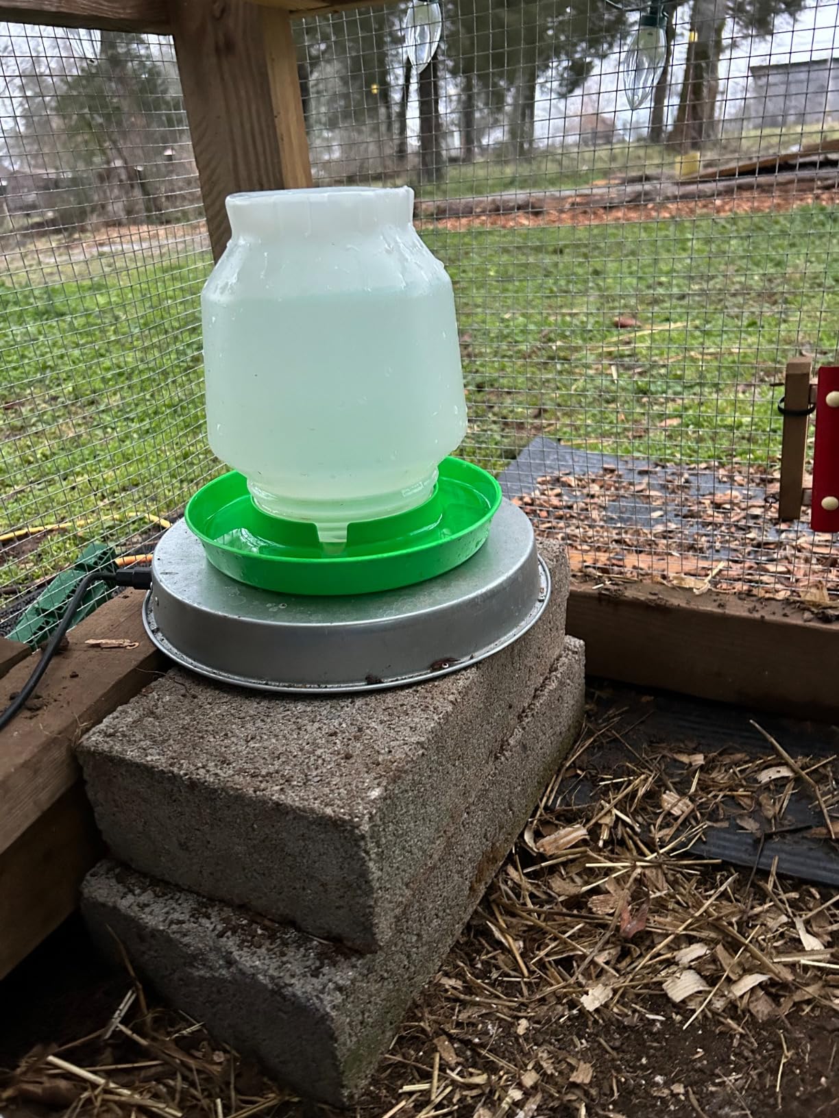 Chicken Water Heater, 110 Watt Chicken Waterer Heated Base 11 in for Metal Poultry Founts, Chicken Drinker Heater for Winter Customer Review Chicken Water Heater, 110 Watt Chicken Waterer Heated Base 11 in for Metal Poultry Founts, Chicken Drinker Heater for Winter - Customer Photo 1