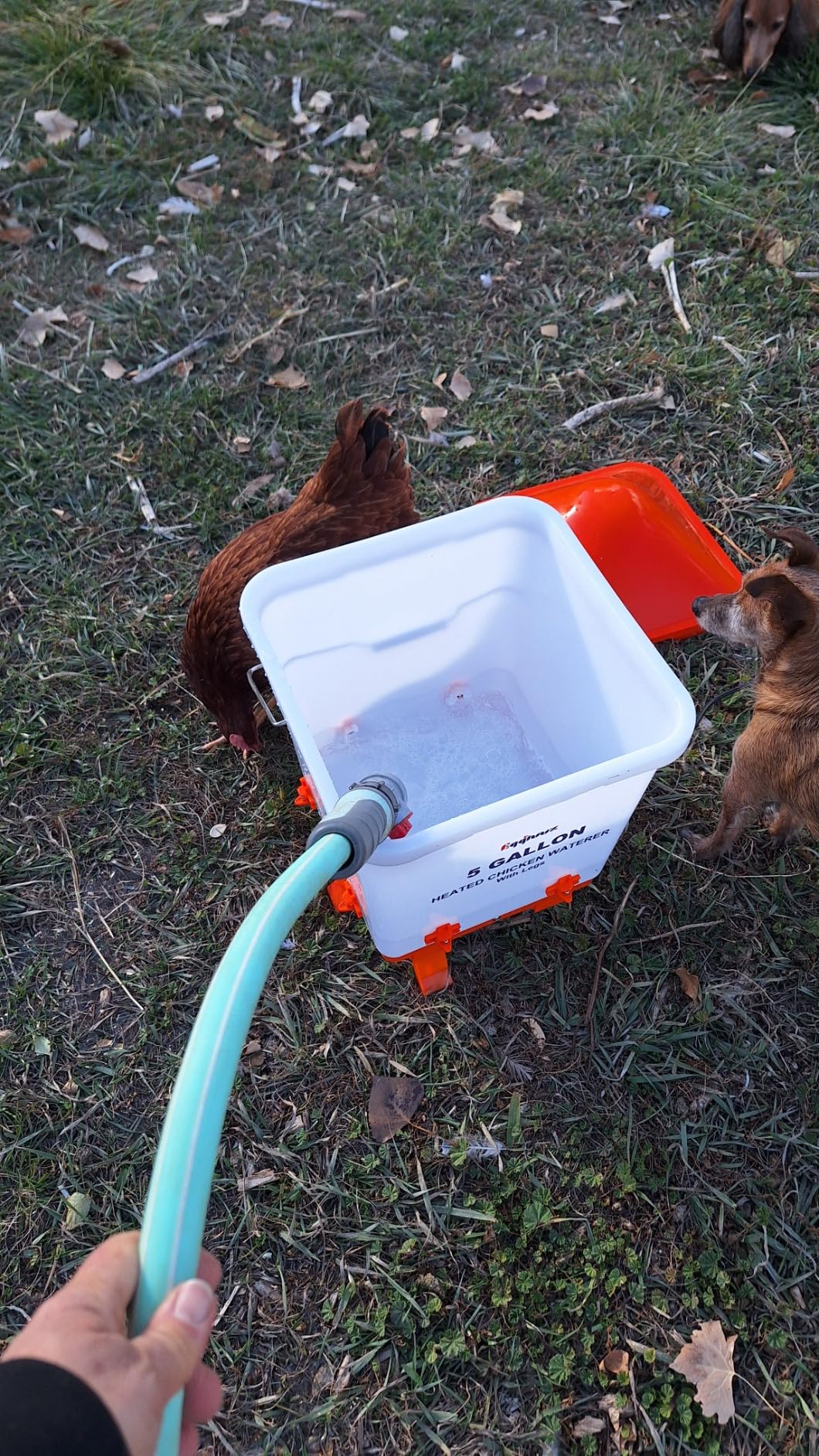 Heated Chicken Waterer 5 Gallon Thermostatically Controlled Poultry Water Heater with 8 Horizontal Nipples for Winter Customer Review Heated Chicken Waterer 5 Gallon Thermostatically Controlled Poultry Water Heater with 8 Horizontal Nipples for Winter - Customer Photo 2