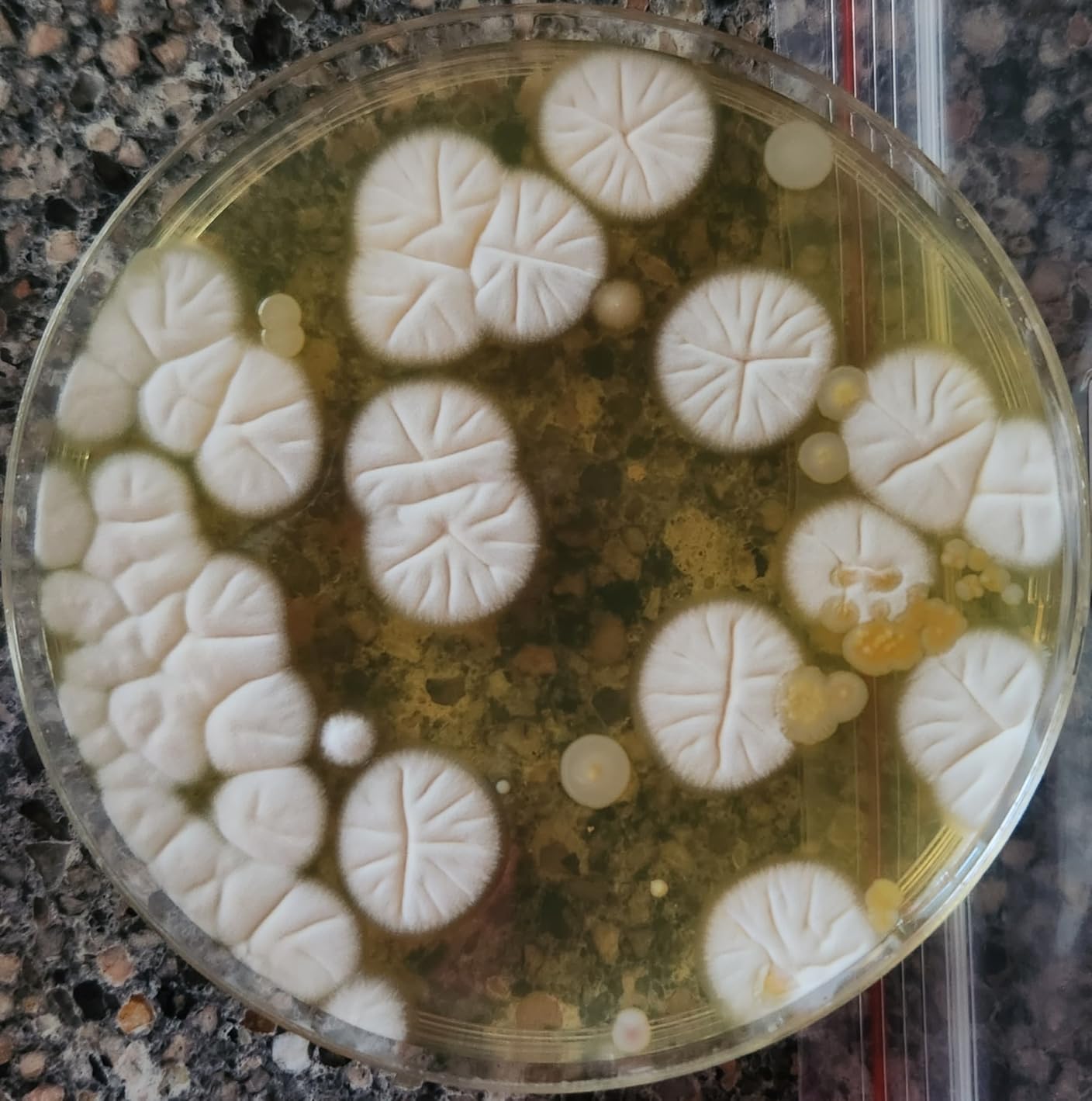 Bacteria Test Kits for Drinking Water - 12 Tests Detect Coliform, E.coli & All Bacteria | Home Quality Testing Kit for Well, Tap, Pool, Hot Tub & City Water | Easy DIY Tester with Free Lab Analysis - Customer Photo 1