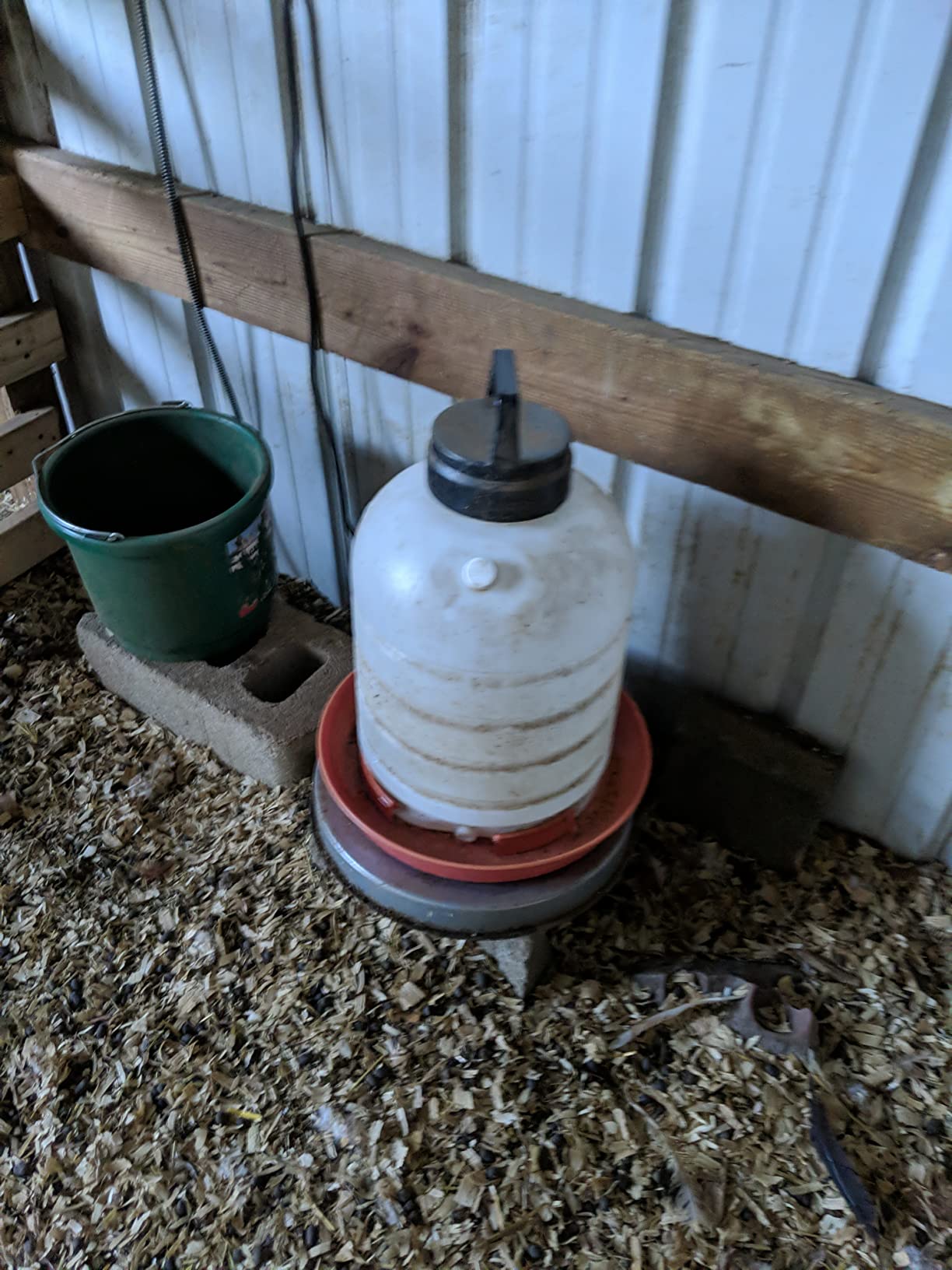 Chicken Water Heater for Winter: 11 Inch Chicken Water Heater Base, 77℉ Automatic Shut-Off, Safe for Outdoor Use, 125W Heated Chicken Waterer, Poultry Water Deicer with 6 Feet Cord Customer Review Chicken Water Heater for Winter: 11 Inch Chicken Water Heater Base, 77℉ Automatic Shut-Off, Safe for Outdoor Use, 125W Heated Chicken Waterer, Poultry Water Deicer with 6 Feet Cord - Customer Photo 1