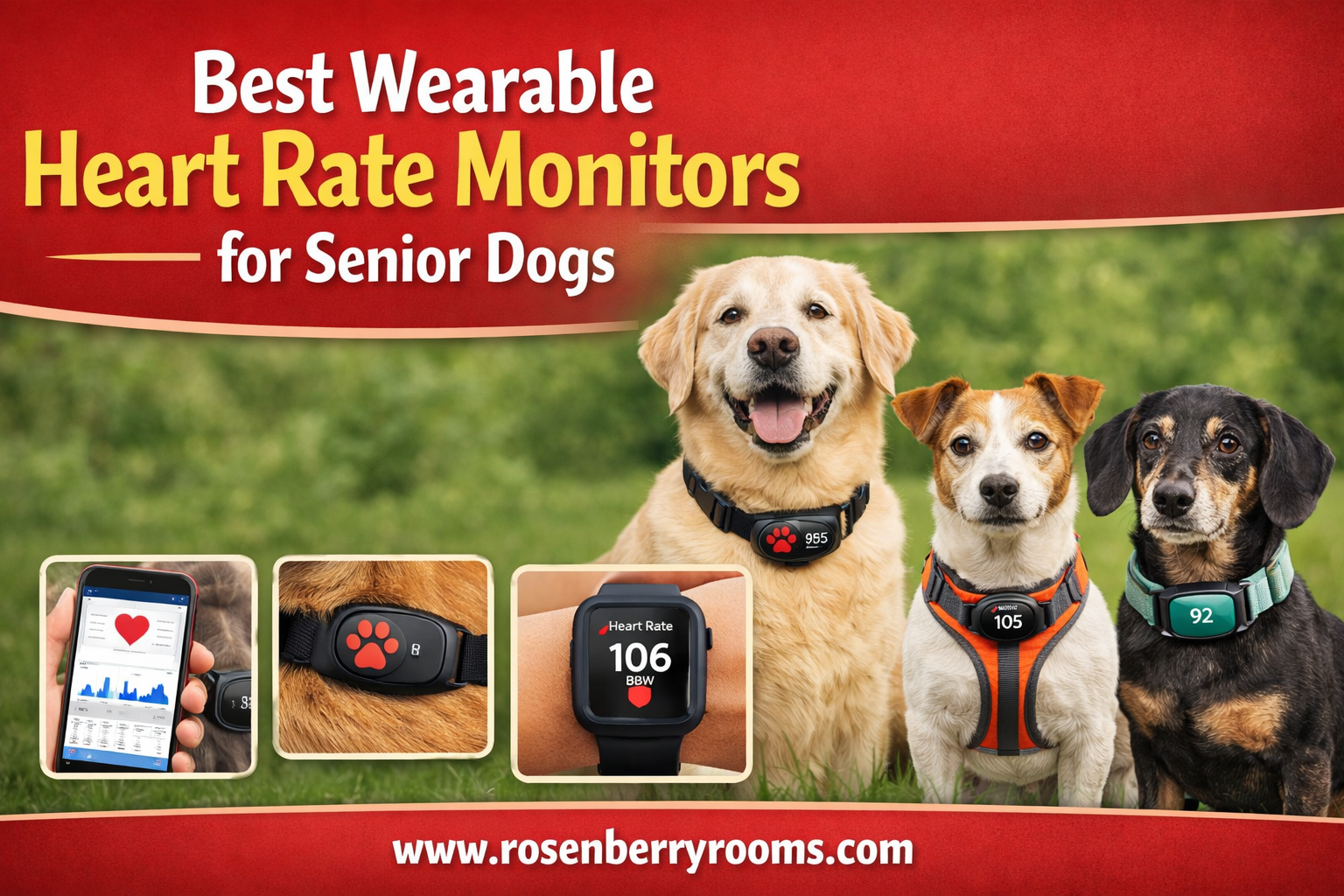 Best Wearable Heart Rate Monitors for Senior Dogs